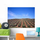 Olive Trees Wall Mural
