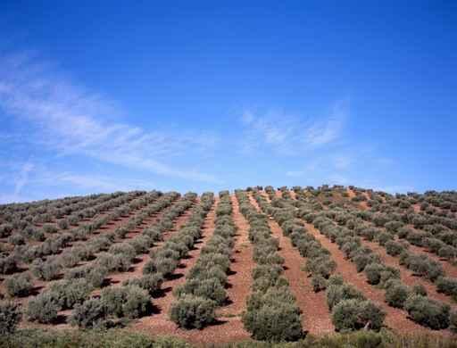 Olive Trees Wall Decal Design 2