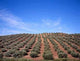 Olive Trees Wall Mural