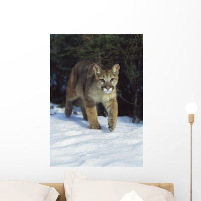 Mountain Lion Wall Mural shown on a wall