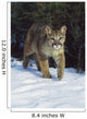 Mountain Lion Wall Mural