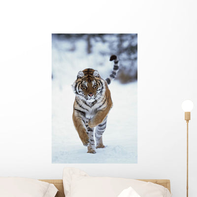 Siberian Tiger Running Snow Wall Mural shown on a wall