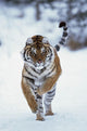 Siberian Tiger Running In The Snow Wall Mural