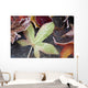 Autumn Colored Leaves Frozen In A Creek Wall Mural