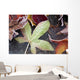 Autumn Colored Leaves Frozen In A Creek Wall Mural