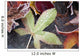 Autumn Colored Leaves Frozen In A Creek Wall Mural