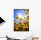 Yellow Flowers Wall Mural