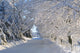 Trees Lining The Road In Winter Wall Mural