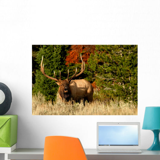 Bugling Elk Wall Mural