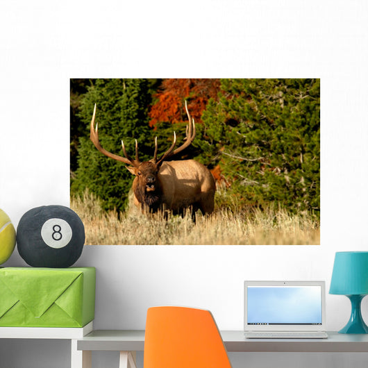 Bugling Elk Wall Mural