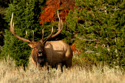 Bugling Elk Wall Mural