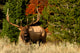 Bugling Elk Wall Mural