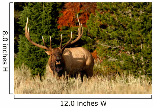 Bugling Elk Wall Mural