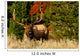 Bugling Elk Wall Mural