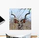 Kudu Antelope in Kruger National Parks Africa Wall Mural