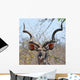 Kudu Antelope in Kruger National Parks Africa Wall Mural