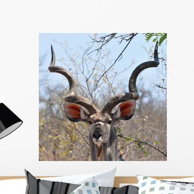 Kudu Antelope Kruger National Wall Mural shown on a wall