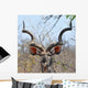Kudu Antelope in Kruger National Parks Africa Wall Mural