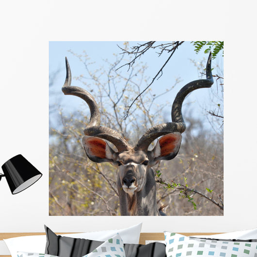 Kudu Antelope in Kruger National Parks Africa Wall Mural