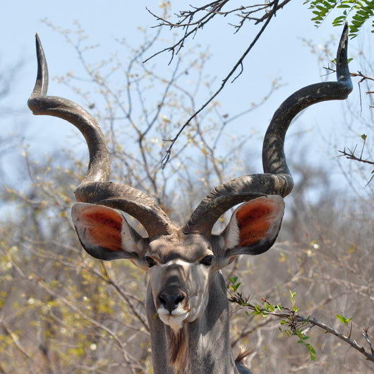 Kudu Antelope in Kruger National Parks Africa Wall Mural