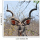 Kudu Antelope in Kruger National Parks Africa Wall Mural