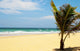 Carribean Beach with Palm