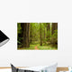 Path Through the Redwood Forest Wall Mural