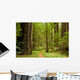 Path Through the Redwood Forest Wall Mural