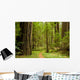Path Through the Redwood Forest Wall Mural