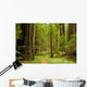 Path Through the Redwood Forest Wall Mural