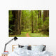 Path Through the Redwood Forest Wall Mural