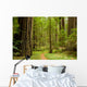 Path Through the Redwood Forest Wall Mural