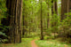 Path Through the Redwood Forest Wall Mural