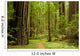 Path Through the Redwood Forest Wall Mural