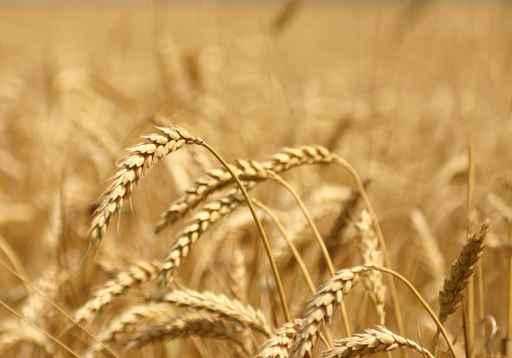 Wheat Wall Decal