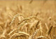 Wheat Wall Decal