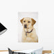 Golden Labrador Retriever Dog Wall Mural