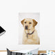 Golden Labrador Retriever Dog Wall Mural