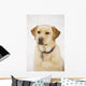 Golden Labrador Retriever Dog Wall Mural