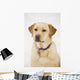 Golden Labrador Retriever Dog Wall Mural