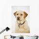 Golden Labrador Retriever Dog Wall Mural