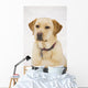 Golden Labrador Retriever Dog Wall Mural