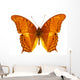 Colorful Exotic Butterfly Wall Decal