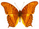 Colorful Exotic Butterfly Wall Decal