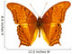Colorful Exotic Butterfly Wall Decal