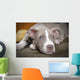Rare Champagne Pit Bull Wall Mural