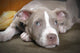 Rare Champagne Pit Bull Wall Mural