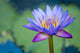 A Lotus Flower Wall Mural
