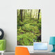 Green Foliage On The Forest Floor Wall Mural