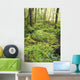 Green Foliage On The Forest Floor Wall Mural